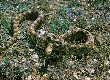 Bull Snake, Pituophis melanoleucus sayi