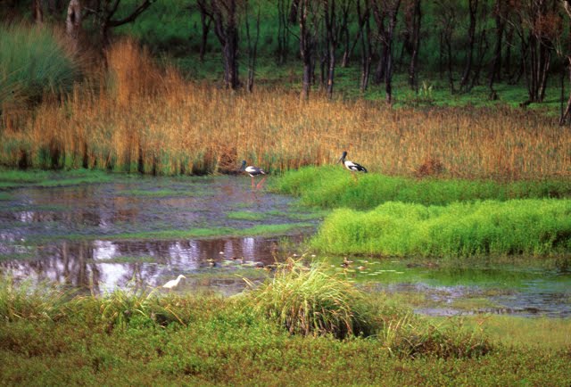 Eubanagee Swamp National Park