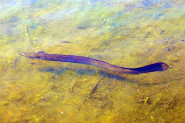 Long-finned eel