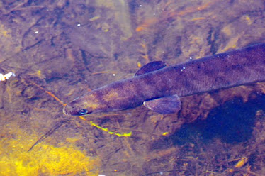 Long-finned eel