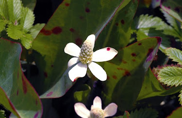 Yerba mansa - Anemopsis californica