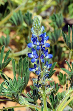 Australian Lupine