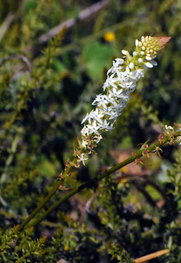 Australian Wildflower #44