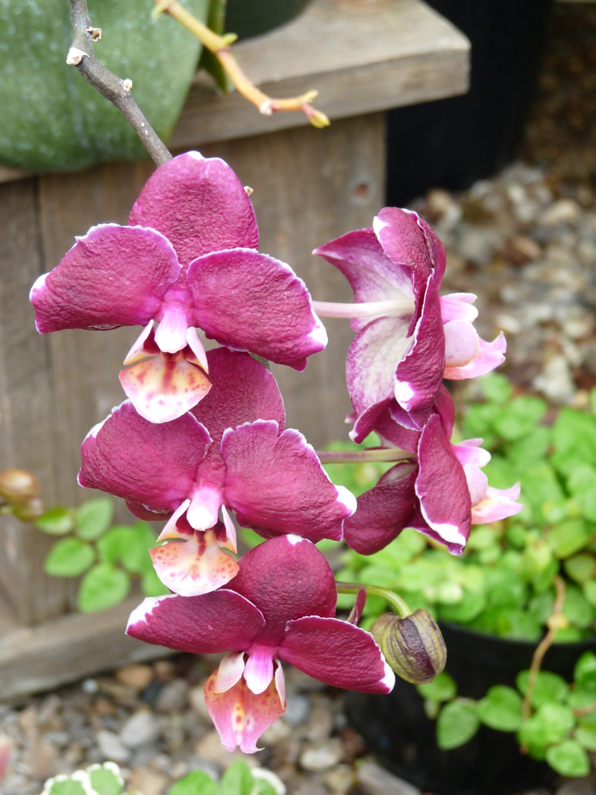[orchids.JPG]