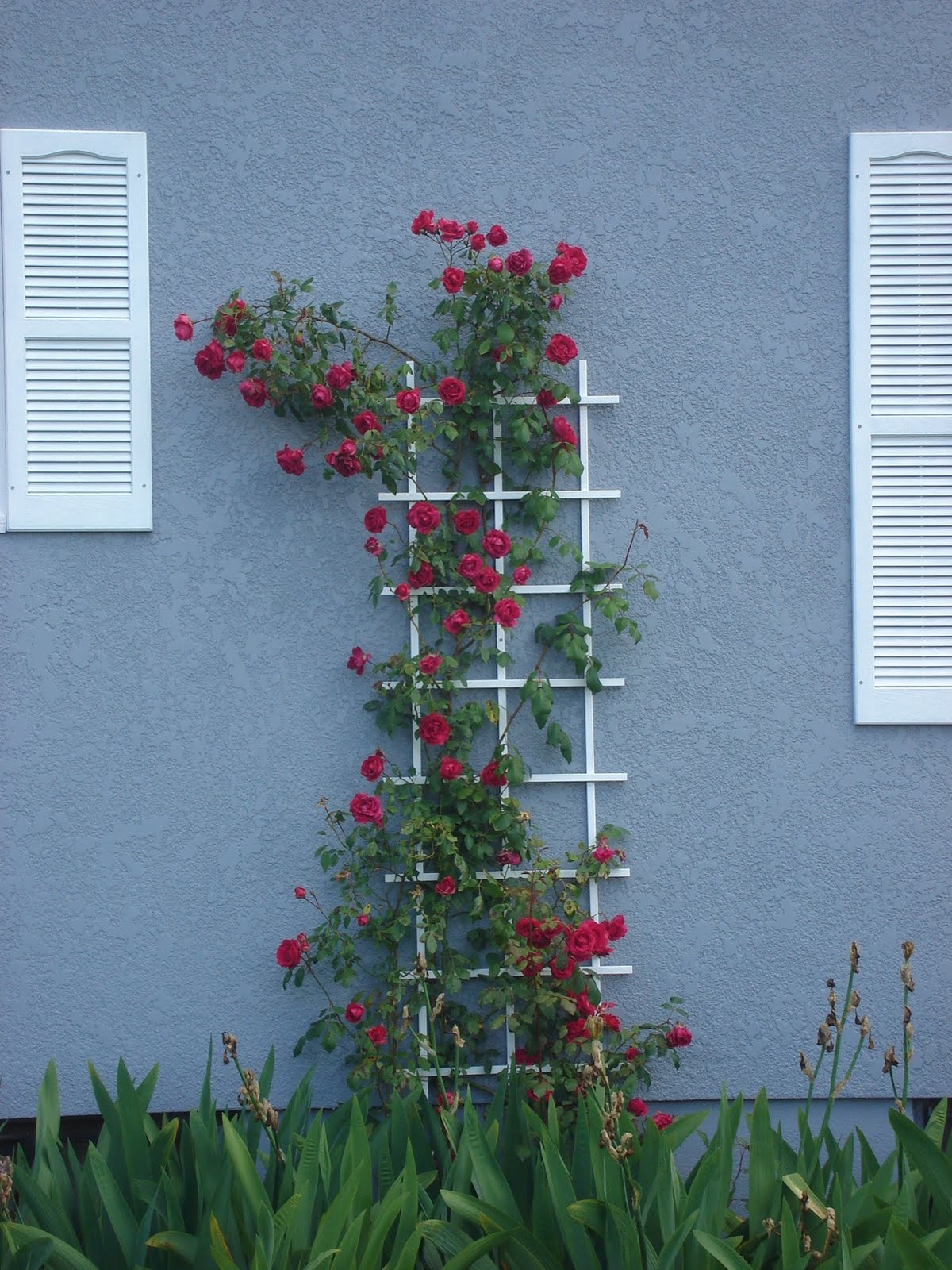 Kok Rose trellis