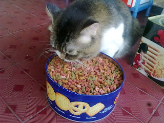 kucing rakus, kucing gendut, kucing obesitas