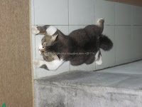 kucing tidur bersandar