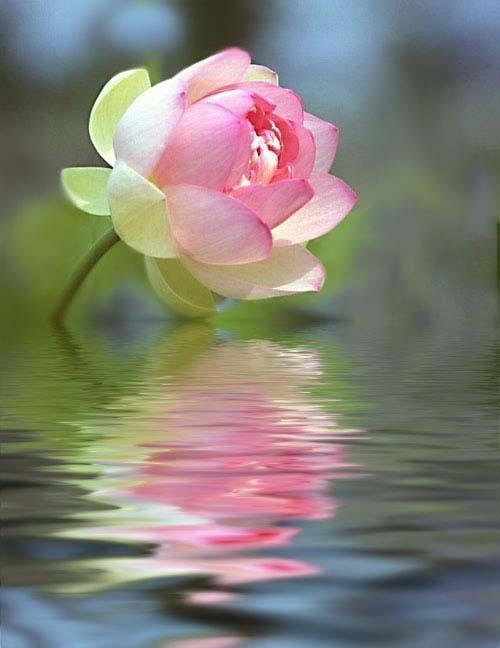 [lotus.bmp]