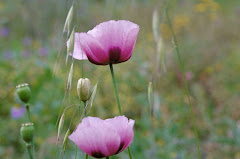 La amapola también es una flor