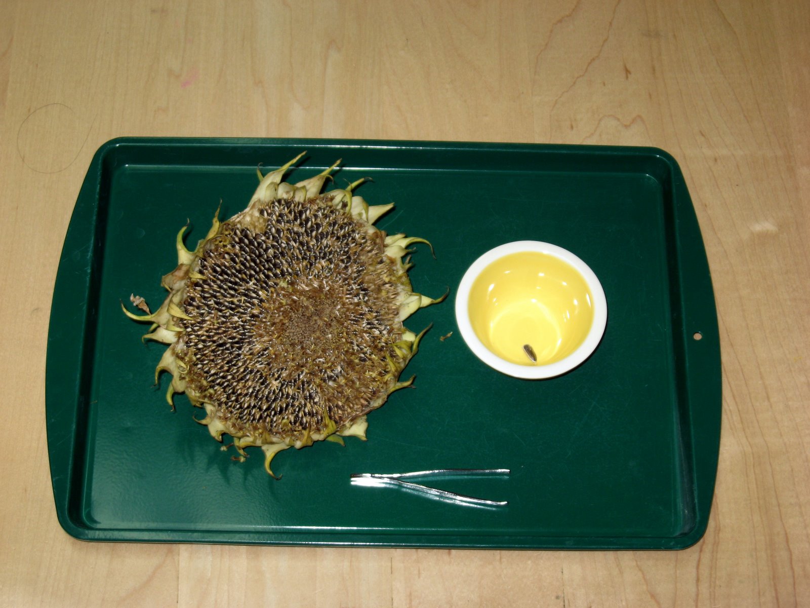 [sunflower.jpg]
