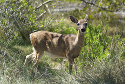 Key Deer @ Big Pine Key