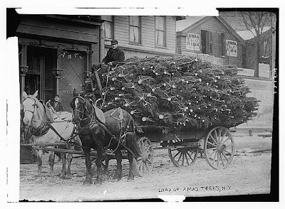 How to tie a tree to your car