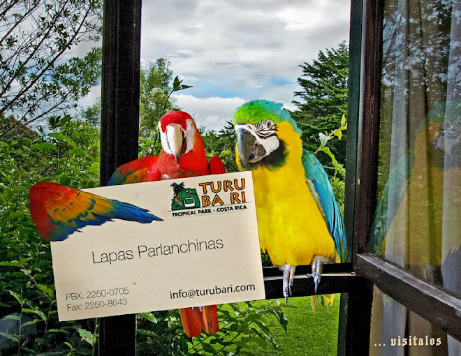 guacamaya