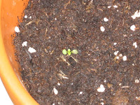 My first stevia seedling has emerged