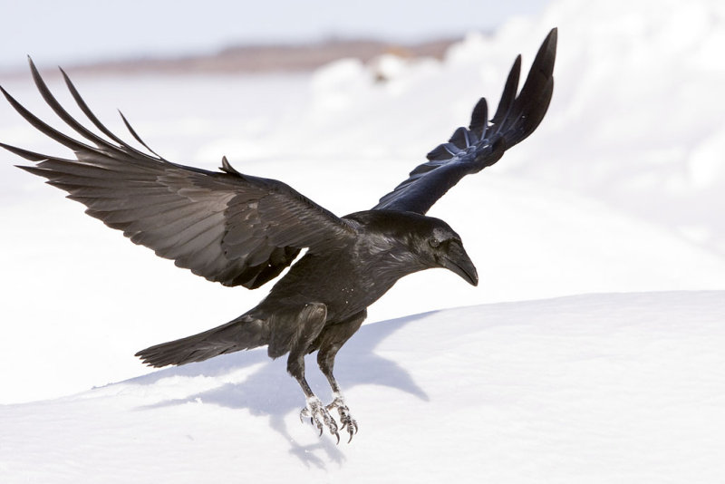 [raven+landing+snow.jpg]
