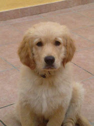 nombre de mi perro se llama Loki