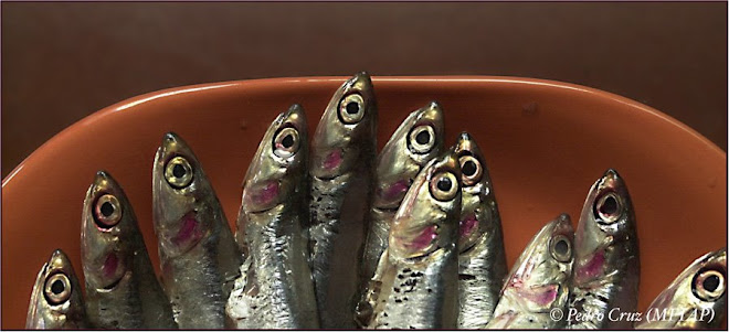 anchoas