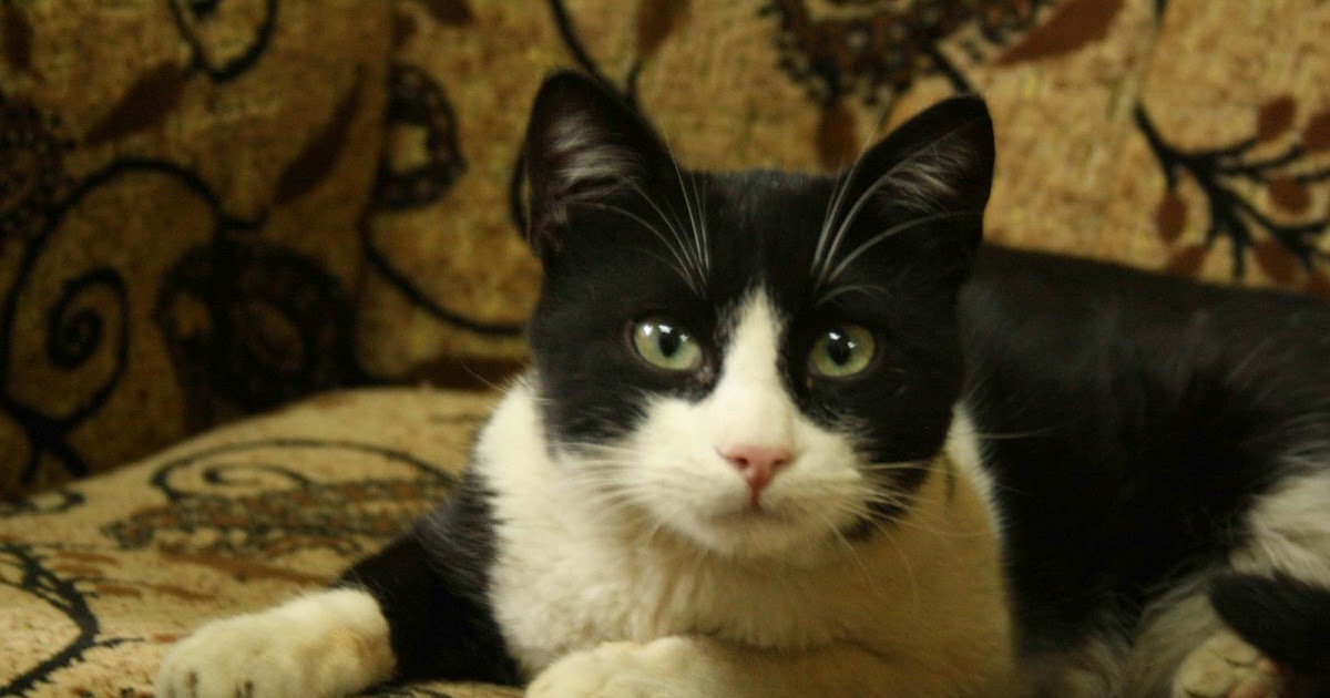 Tuğba�nın Dünyası Yeni kediciklerimiz geldiiiii