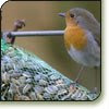 Vogels winter