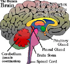[glandula-pineal-epifise.jpg]