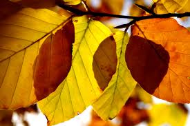 ΕΣΩΤΕΡΙΚΕΣ ΣΥΓΚΡΟΥΣΕΙΣ ΚΑΙ ΑΣΘΕΝΕΙΑ Yellow+leaves
