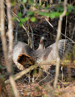 Wild Turkey at Audubon's Francis Beidler Forest by Mark Musselman