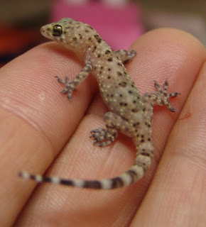 Audubon South Carolina: Geckos and Treefrogs