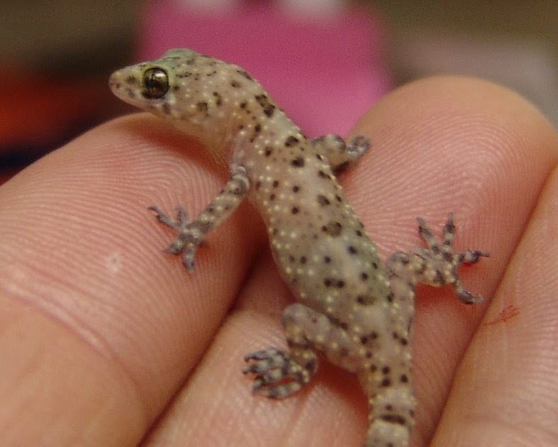 Audubon South Carolina: Geckos and Treefrogs