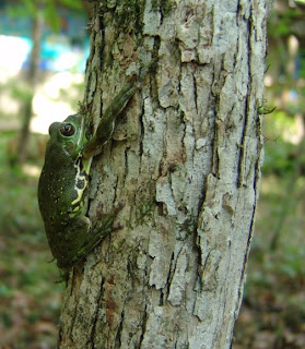 Audubon South Carolina: Geckos and Treefrogs