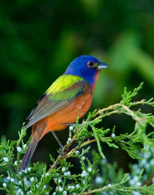 Audubon South Carolina Winter Painted Bunting
