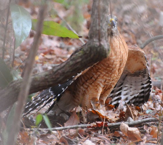 audubon south carolina hunting hawk audubon south carolina hunting hawk
