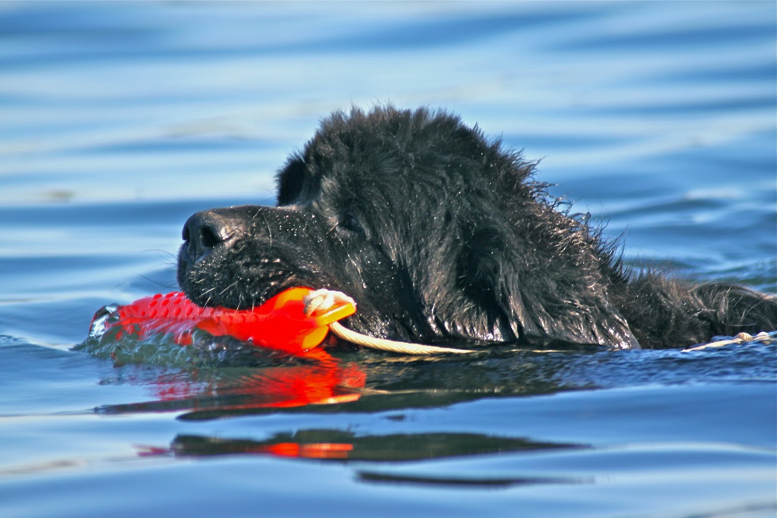 Newfoundland Dogs Perform Water Rescue at Glorietta Bay for the