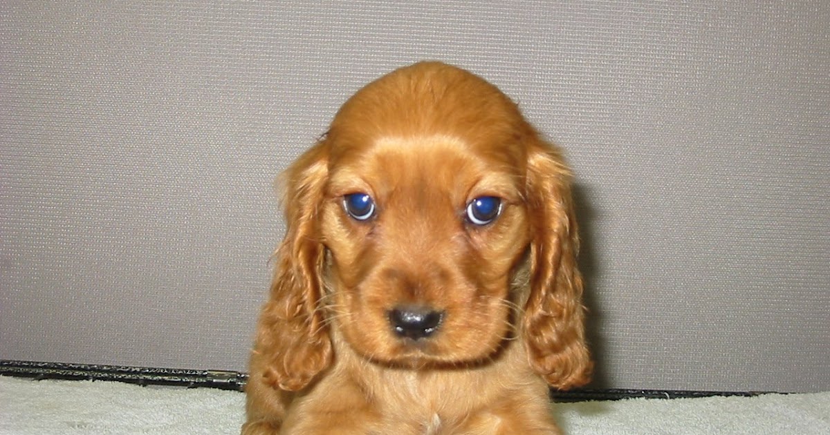 Melbourne Puppies: Cavalier X cocker spaniel code no. mp0001 SOLD