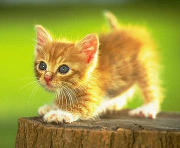 kikuk_81 pecinta kucing: Ras Kucing Asli Indonesia