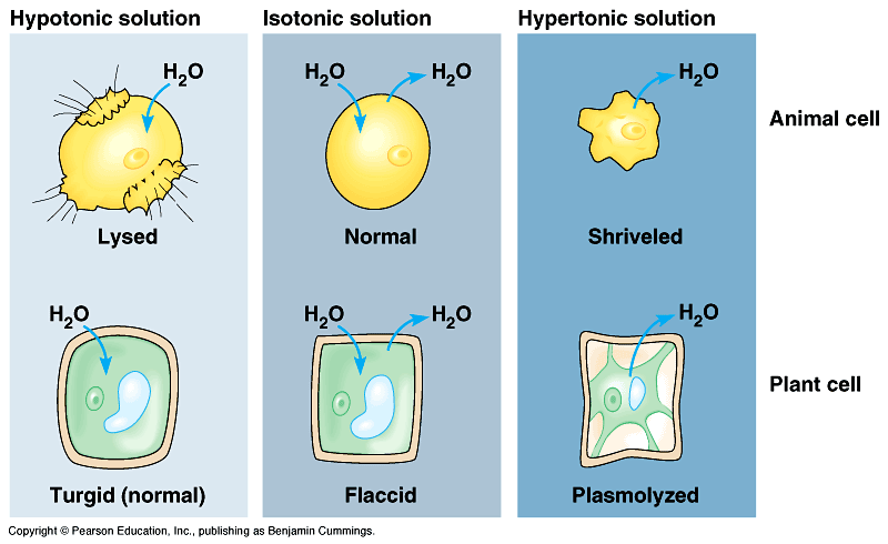 Isotonic Solution: The cell