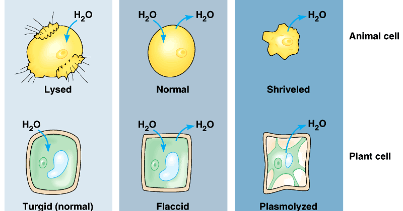 mcat daily difference between hypertonic hypotonic and hypertonic cell