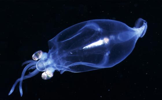 [light%20fish.jpg]
