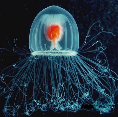[turritopsis-rubra2.jpg]