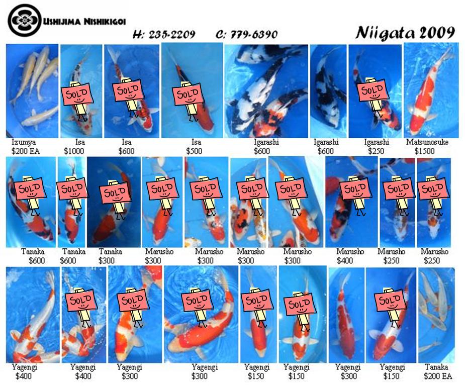 Ushijima Nishikigoi Price List