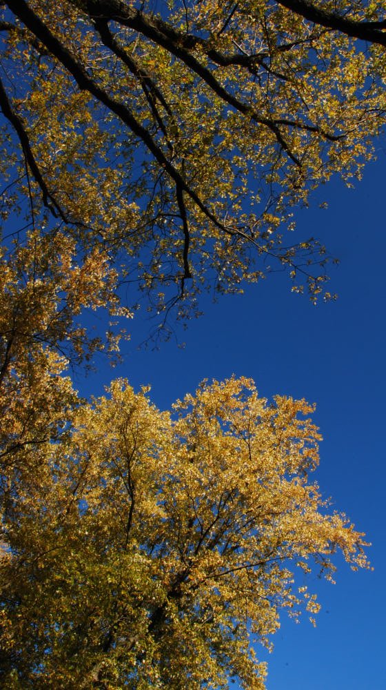 [DSC_9304TreeTops.jpg]