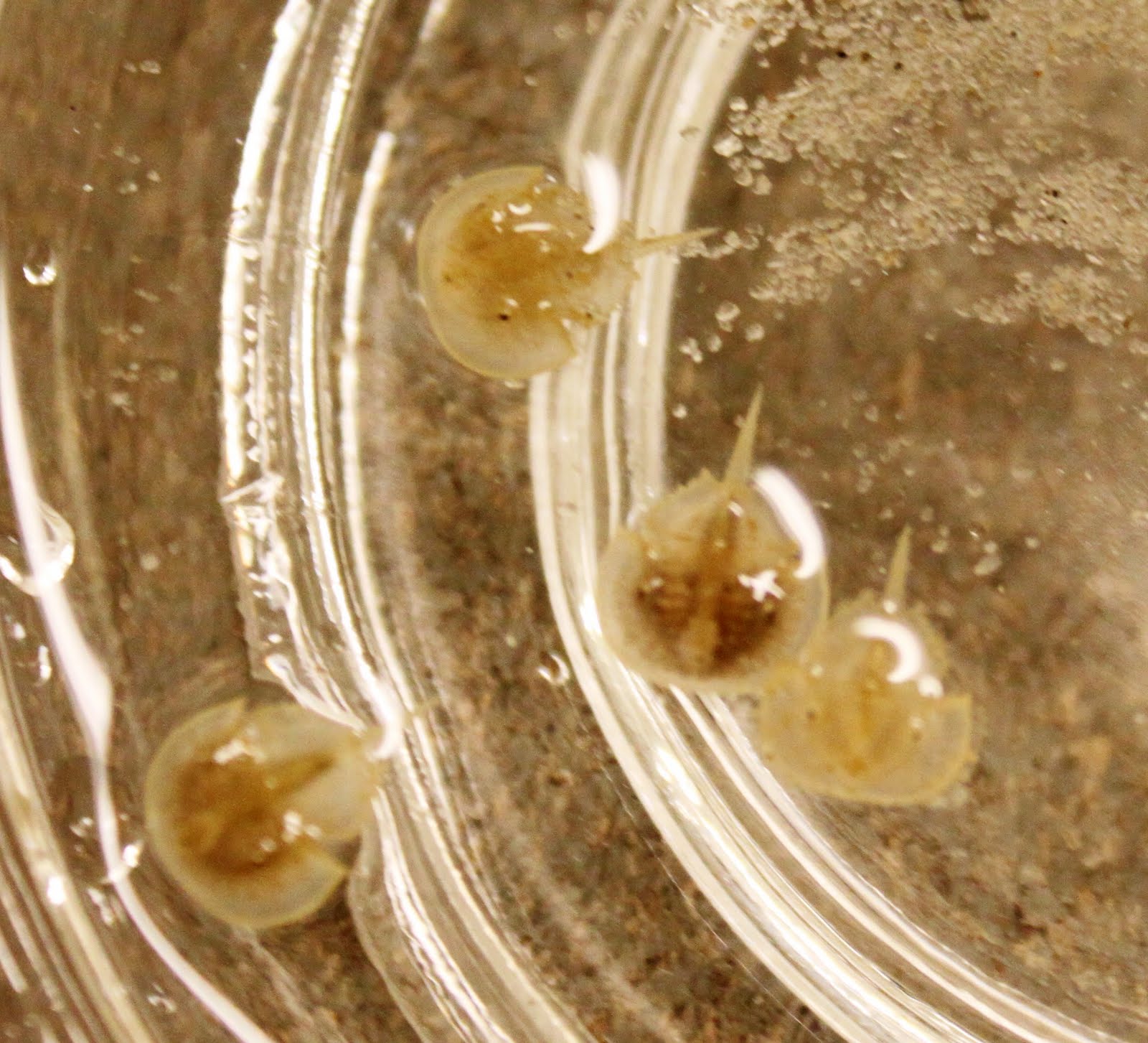 Pondering Paige DI POD 6 "Jacy's Horseshoe Crab Research at the Sea Lab"