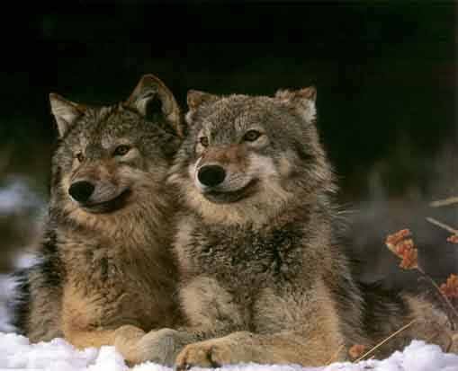 [Wolves.jpeg]