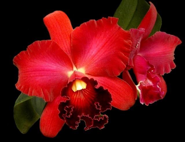 Publicado por Rodrigo Axel en