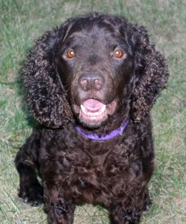 American Water Spaniel Funny Puppies