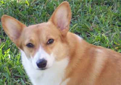 Pembroke Welsh Corgi Famous Dog Breeds