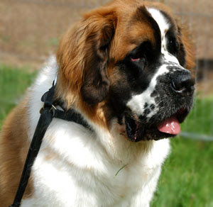 Free Saint Bernard Image