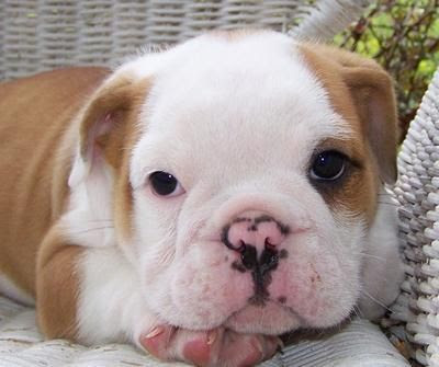 American Bulldog Puppies on Best American Bulldog Puppies