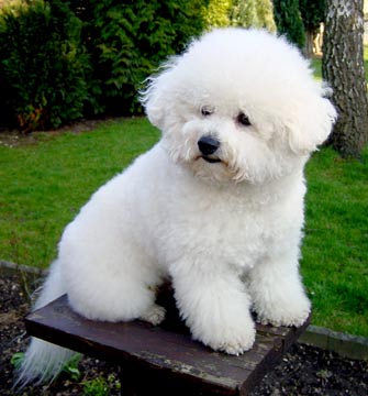 Dog Breeds Index Bichon Frise Best Small Dogs