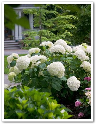 Gardening And Gardens Dappled Willow