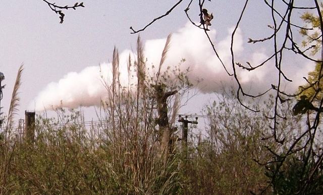 El Tigre Verde: Tigre – Incineración – El distrito tiene la mayor